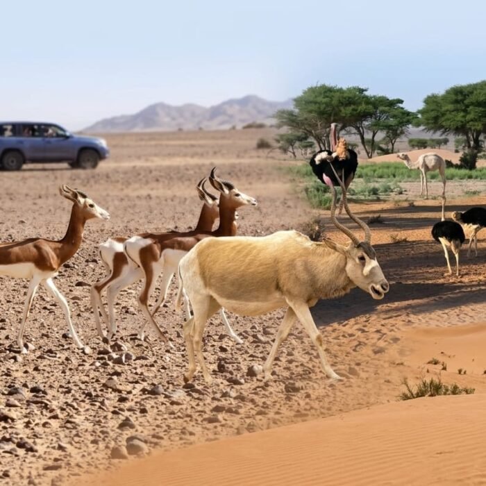 Safari Desert Tour from M'hamid